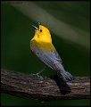 _7SB1888 prothonotary warbler